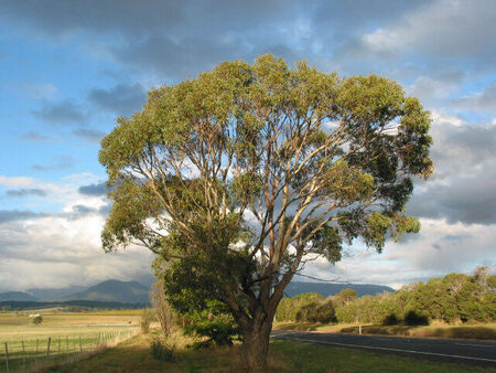 Gum Tree in the Valley
Michael D Edmonds
10 May 2004