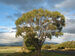 Title: Yarra Valley