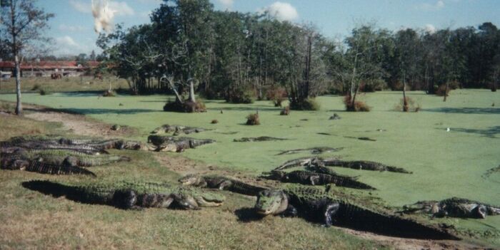 Our five buckets of dead chickens went too quickly for the hunderds of poor hungry gators
Gerratt D Bethers
31 May 2003