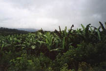 Banana trees
