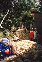 Shucking corn