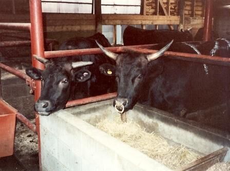 This is what Kobe Beef looks like alive.  These cows were housed just down the street from the Sakai apartment.   One day Elder Eborne and I asked to look at the cows inside the barn.  Little did I know that contact would have such an impact on my life.  I Spoke with Mikio Sakamoto just the other day.
Clarence Michael Ray
09 Oct 2007