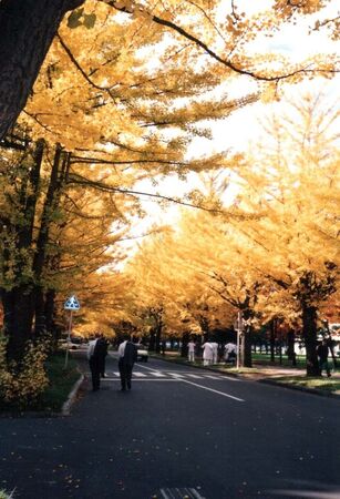 On splits, Taylor choro (left), and I taught a few gaito lessons down by this entrance to Hokkaido Daigaku's medical ward. Nice fall colors eh?
Jim Dillon
03 Nov 2004