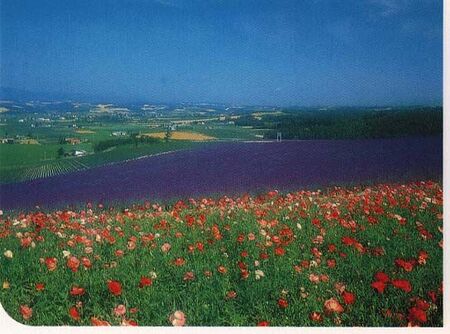 The area called Furano is in the middle of the island about an hour S.E. of Asahikawa. The area is known for its summer fields of flowers and more particularly for the lavendar harvest. This and the Biei area are, by far, the most beautiful area on the entire island. My chiiki and I were fortunate to visit with the Minamide family on a Buch-approved P-day while we were serving in Suehiro. All our dendo exhaustion, worries, stress, and anxieties seemed to go away that day. These shots are used a lot as images of Hokkaido's best.
Jim Dillon
24 Nov 2004