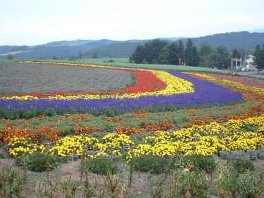 The area called Furano is in the middle of the island about an hour S.E. of Asahikawa. The area is known for its summer fields of flowers and more particularly for the lavendar harvest. This and the Biei area are, by far, the most beautiful area on the entire island. My chiiki and I were fortunate to visit with the Minamide family on a Buch-approved P-day while we were serving in Suehiro. All our dendo exhaustion, worries, stress, and anxieties seemed to go away that day. These shots are used a lot as images of Hokkaido's best.
Jim Dillon
24 Nov 2004