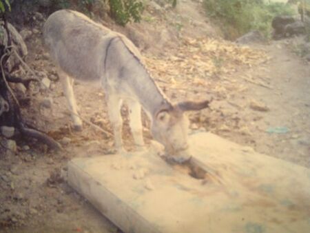 Yea, times were rough in Chichi back then. Food was pretty scarce. Elder Moralitos from D.F. actually ended up eating him after he had his fill of old, rotten mattress.
Jacob Thomas Harris
15 Jul 2009