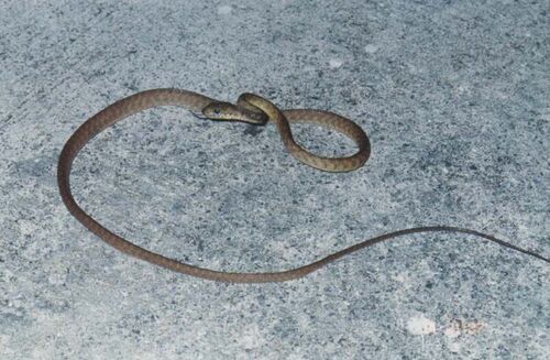 Who could forget these guys? This one was blocking the entrance to our apartment! 1997
Robert Cory Fratangelo
01 Jun 2004