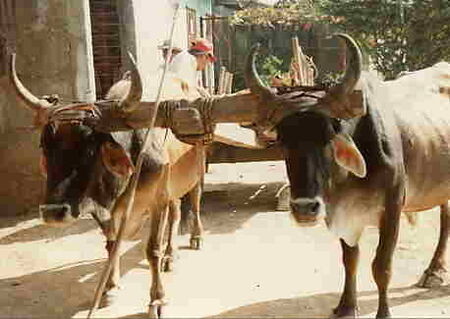 Oxen 92
Dewey Levie
13 Feb 2002