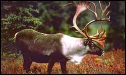 Alaskan Caribou
Mark  Wright
14 Oct 2001