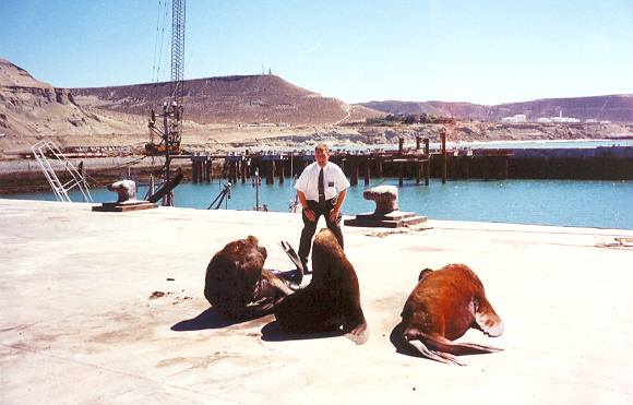 Lobos Marinos en el puerto de Comodoro
Jacob Stewart Tripp
06 Feb 2005