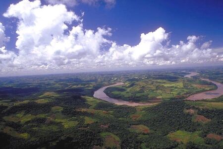 A view of the jungle in Chaco
David William Steadman
26 Aug 2002