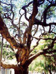 This is the algarrobo tree that is right next to the little chapel in Purmamarca. This picture barely does it credit, it is amazing. You can see my companion, Elder Webb, in the bottom right corner to get an idea of just how big it really is.
David  Sallay
24 May 2004