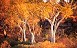 Gum Trees 1
