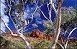 Gum Trees 4