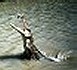A famous Darwin jumping crocodile