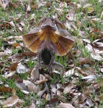 DarwinFrilled-neck lizard
Michael Wolfgang Kelm
15 Jun 2011