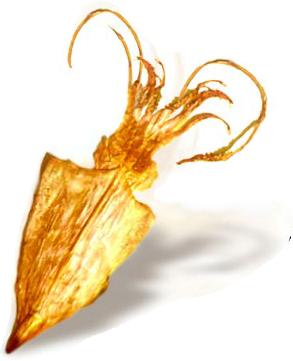 Anh Thanh Andrew Hawkes Foto