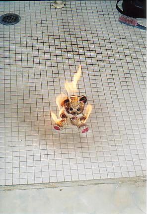 Baptism of Fire!
Robin J Clark
01 May 2002