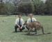 Title: Hangin with the Roos