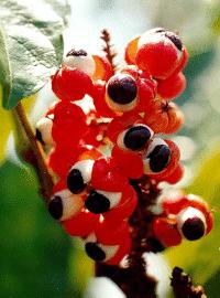 Guarana