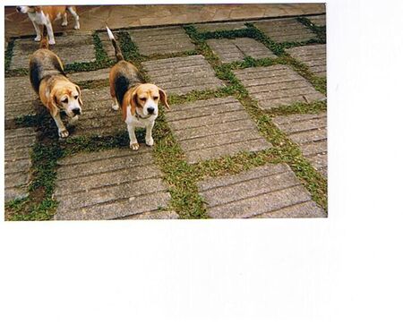 A couple of the Amorim's 6 dogs..one of them is named Mel Gibson
joanna  smith
17 Sep 2006