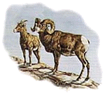 Alberta's Big Horn Sheep