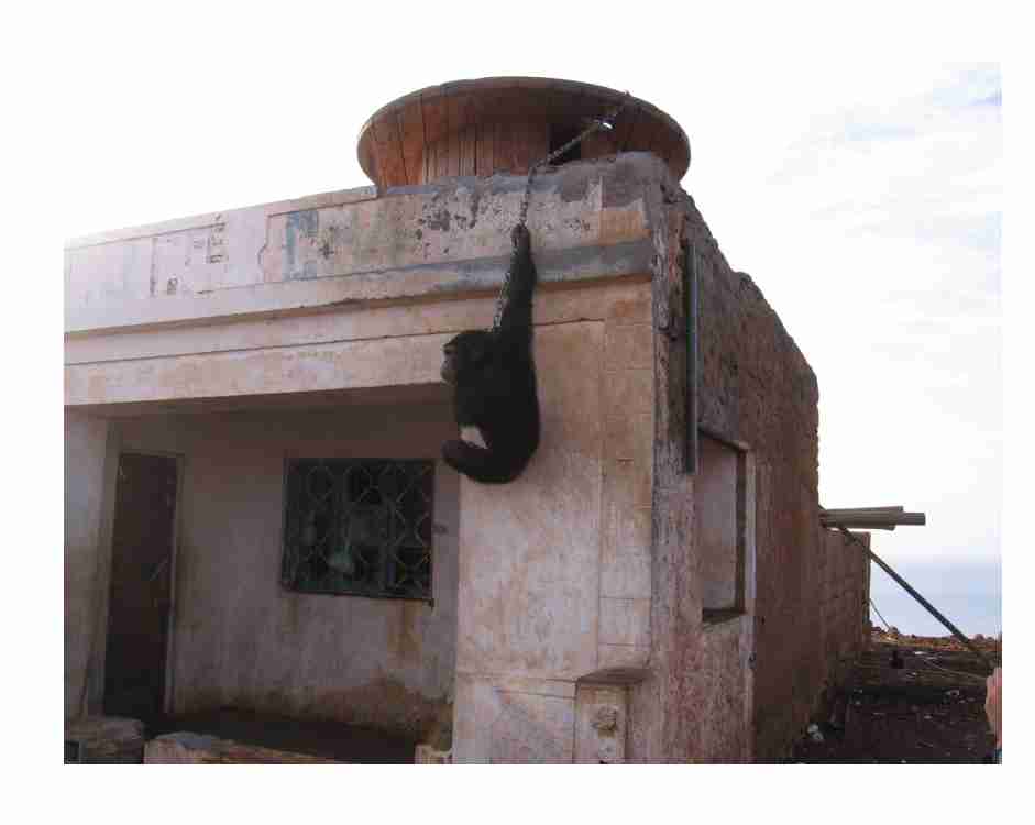 Monkey in Praia
Cliff  Solomon
17 May 2006