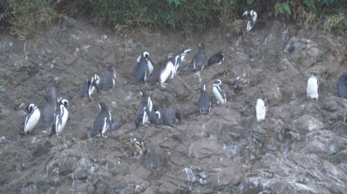Pingüinos cerca de Ancud, Chiloe
Raymond E. Keeler
08 Jan 2008