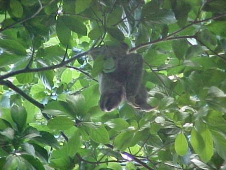 Tree Sloth - Manuel Antonio
Margaret T. Whitmire
13 Dec 2005