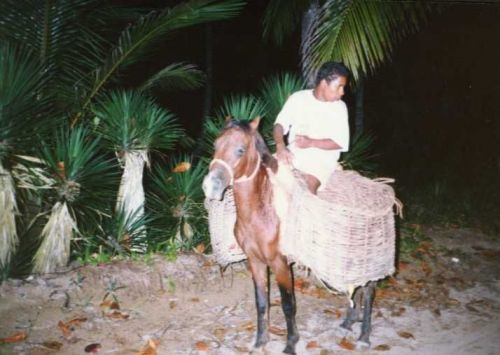 Un carbonero y su caballo
Benjamin F. Cluff
13 Jun 2001
