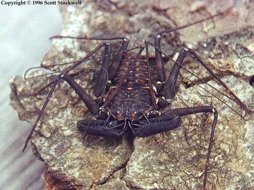 I saw one of these in a cave up by San Cristobal, took a picture of it, and wondered for years what the heck it was.  The cave guide told us it was poisonuos.  Not so.  It is a Tailless Whip Scorpion and is harmless to humans, although quite scary looking.
Steve J Haynes
02 Sep 2003