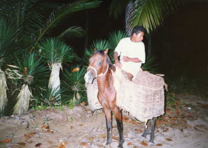 Un carbonero y su caballo
Benjamin F. Cluff
13 Jun 2001