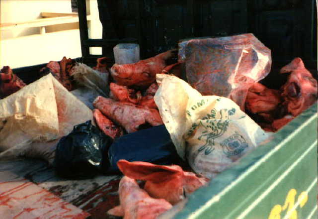 si, son cabezas de puercos (y otras cosas...)
Benjamin F. Cluff
13 Jun 2001