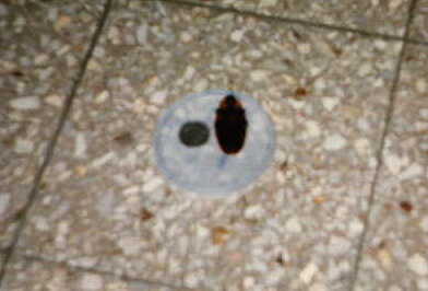 encima de una tapa de mantequilla
on top of a butter dish lid, next to a quarter
Benjamin F. Cluff
13 Jun 2001