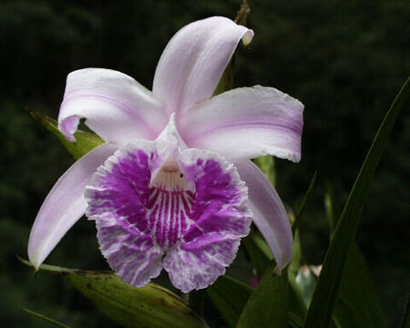 Orchidia foto- 5/5/03 along the road en route to Zamora
Clare Leroy Bottorff
05 Jan 2004