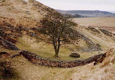 This is a picture of Sycamore Gap along Hadrians wall. This location was made famous in the movie Robinhood Prince of Thieves.
Larry  Brock
04 Mar 2004