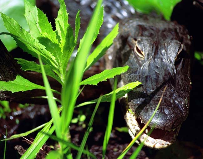 In Any Canal
Carlos Marrufo
05 Mar 2004