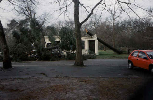 Elder Chris Olsen and I were caught in a windstorm one night, riding our bikes in 120km/h winds. We were riding past this dance studio when the tree blew down and crushed it. We took this picture the next morning. Note the cars under the tree's remains.
Chuck  McKinnon
16 Nov 2001