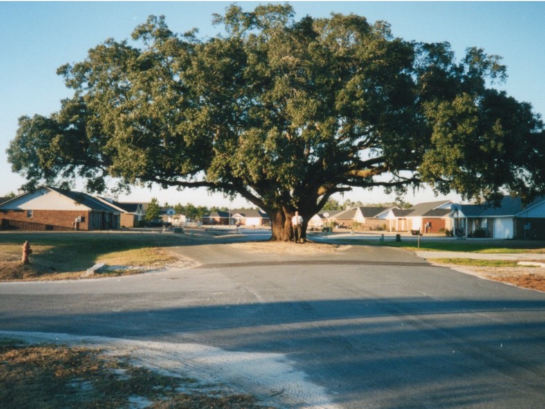 This is a picture of Buck Binnie under one of the large oak trees near the Kirkland's house in Rincon
Gerratt D Bethers
19 Apr 2002