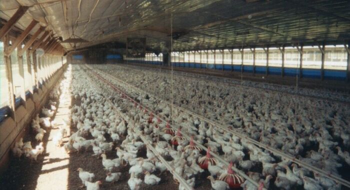 Gerratt Bethers, Hal Jordon, Aaron Loosli, Sean Edwards, Randy Farr, maybe others; stop at a chicken farm near Douglas, Ga for a few buckets of unhealthy chicken.
Gerratt D Bethers
31 May 2003