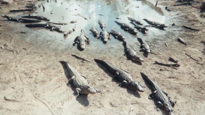 this was a small area of the gator farm
Gerratt D Bethers
31 May 2003