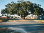 Title: Rincon Oak Tree