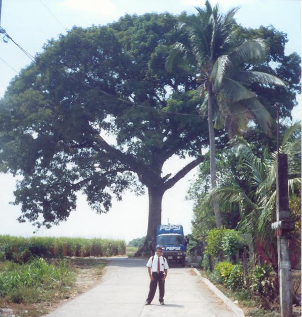 Recuerdo esta ceiba, ERA ENORME!!!!!!, es en Rio Santiago
Gilberto Antonio Mendoza
05 Mar 2008
