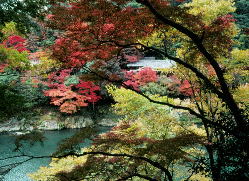 Fall in Arashiyama #2