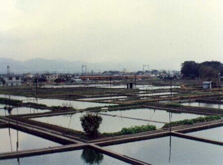These are the ponds where the famed Koriyama goldfish are raised.
Stephen  Templin
30 May 2006