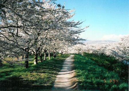 Picture of cherry blossoms at Goryokaku koen.  Our apartment was about 1 block from here.  We loved to ride down this path on our way home for dinner.
Scott D. Pickett
03 Dec 2002