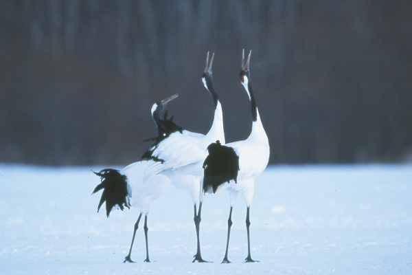 I believe the Kushiro Cranes are a symbol of love and/or peace throughout all of Japan. They are a beautiful and rare species and have many designated 