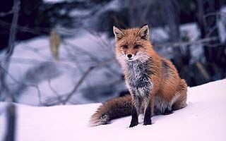 We often would see this fox wondering around this little hill just 100 feet from our Suehiro apato danchi door. I've heard this kind of fox is exclusive to Hokkaido, but either way, it's another Hokkaido icon.
Jim Dillon
26 Oct 2004