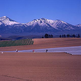 The area called Biei is in the middle of the island between Asahikawa and Furano. The area is known for its unpopulated and untouched beauty. By far, it's the most beautiful area on the entire island. I was fortunate to drive through on a Buch-approved P-day out to the flower fields of Furano while I was serving in Suehiro. All our dendo exhaustion, worries, stress, and anxieties seemed to go away that day. These shots are used a lot as images of Hokkaido's best.
Jim Dillon
24 Nov 2004