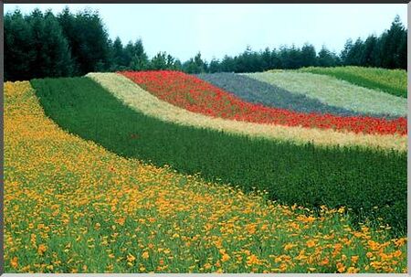 The area called Furano is in the middle of the island about an hour S.E. of Asahikawa. The area is known for its summer fields of flowers and more particularly for the lavendar harvest. This and the Biei area are, by far, the most beautiful area on the entire island. My chiiki and I were fortunate to visit with the Minamide family on a Buch-approved P-day while we were serving in Suehiro. All our dendo exhaustion, worries, stress, and anxieties seemed to go away that day. These shots are used a lot as images of Hokkaido's best.
Jim Dillon
24 Nov 2004